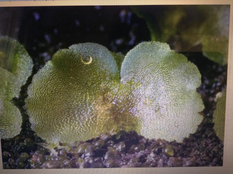 Кладония крыночковидная Cladonia pyxidata