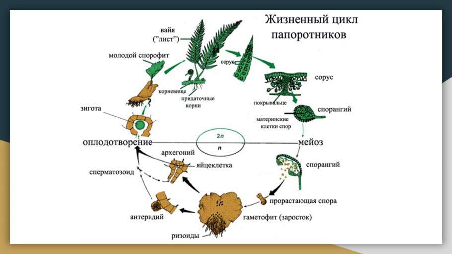 Цикл размножения папоротников схема