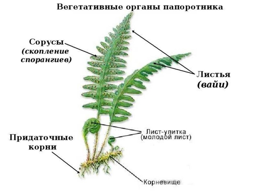 Спорофит папоротника