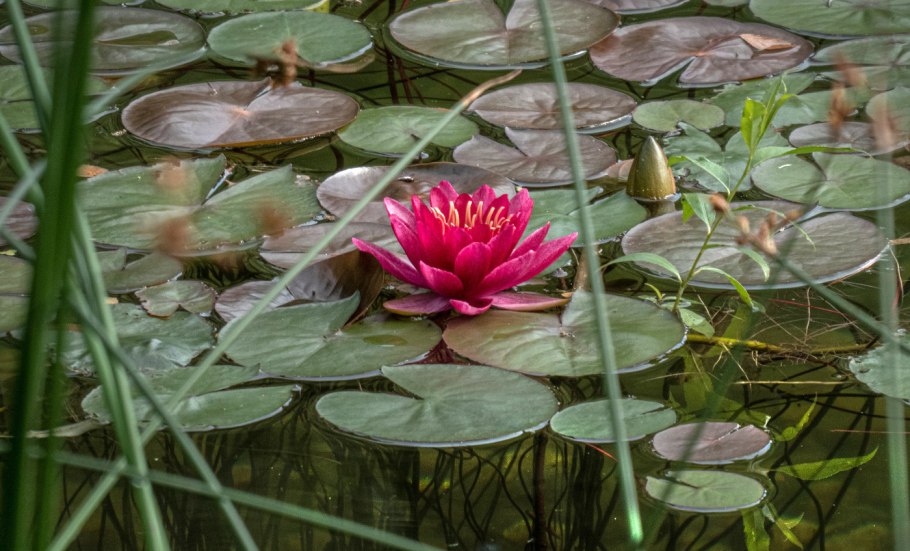 Голубой Лотос (Nymphaea caerulea)