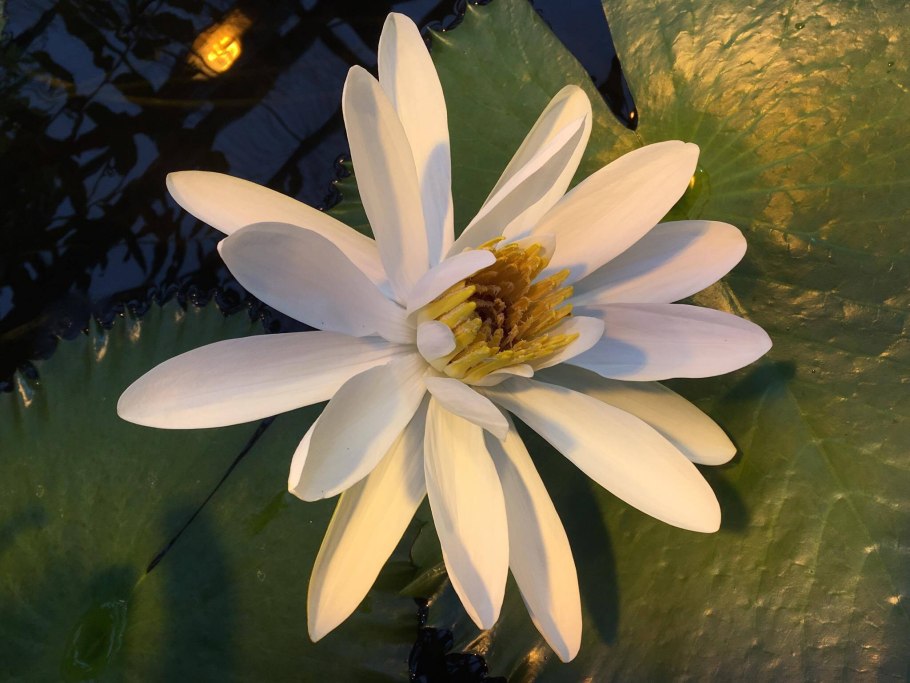 Цветок разный цвет кувшинки