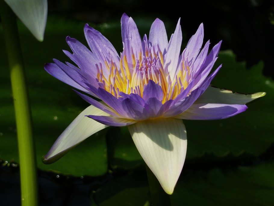 Лотос Египет космогония