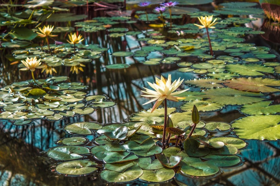 Цветок лотоса Египет