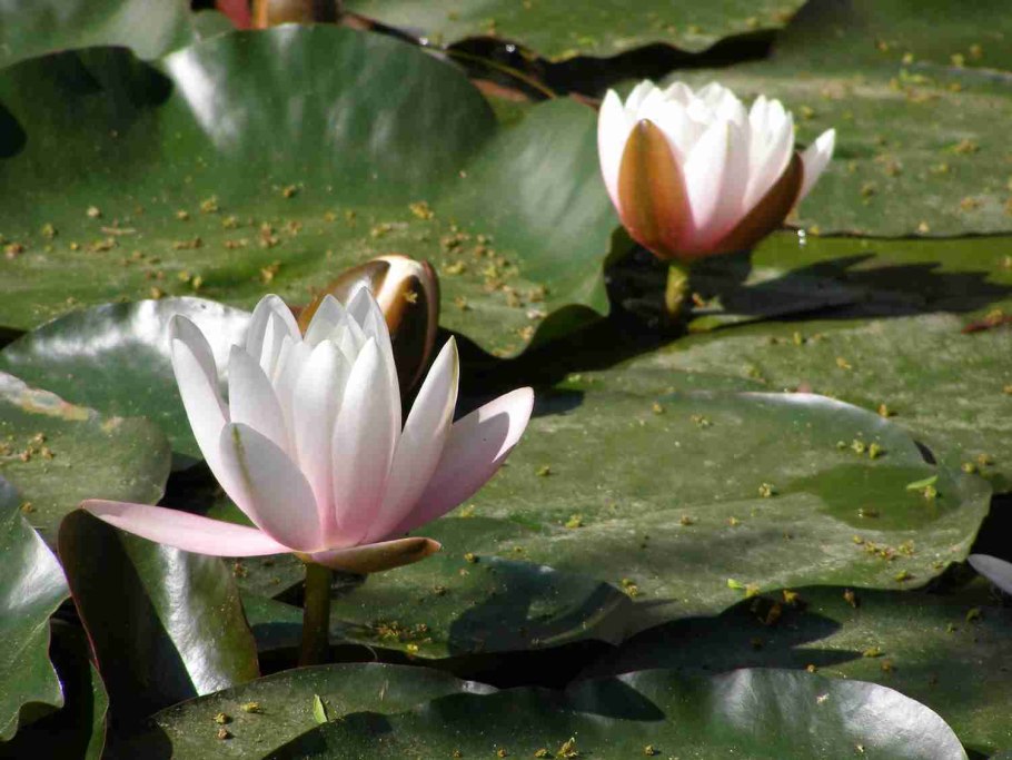 Голубой Лотос (Nymphaea caerulea)