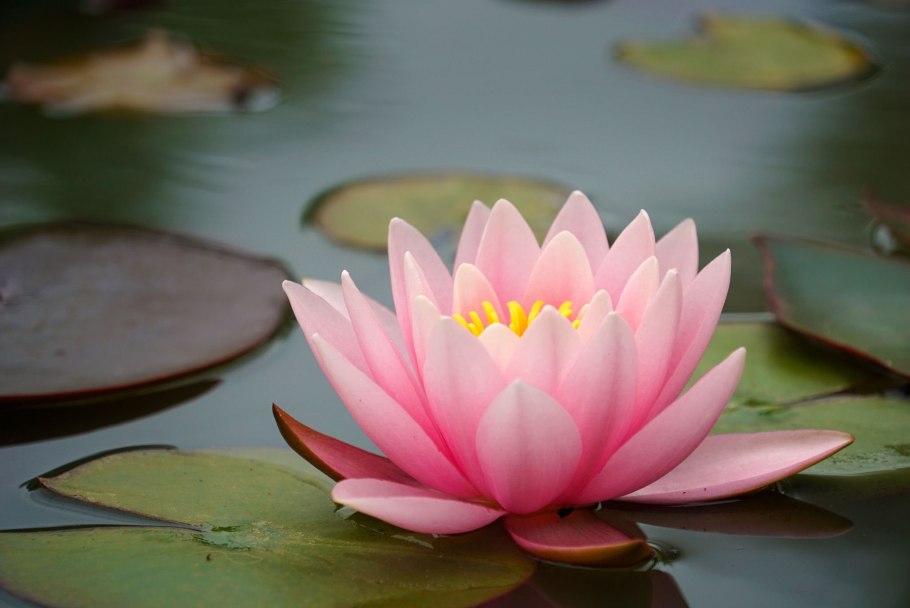 Лотос орехоносный Египетский