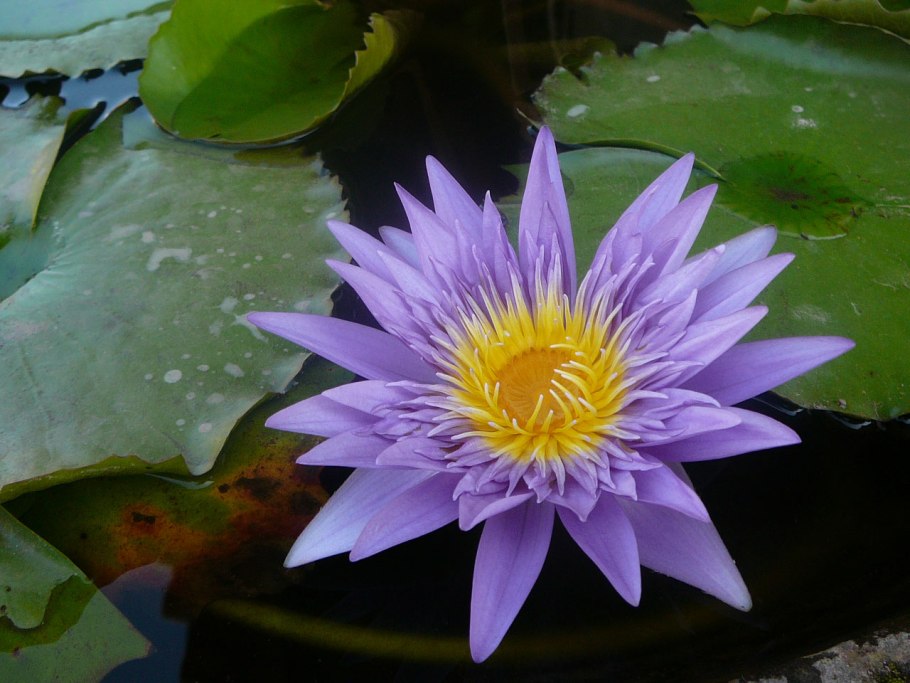 Нимфея odorata sulphurea