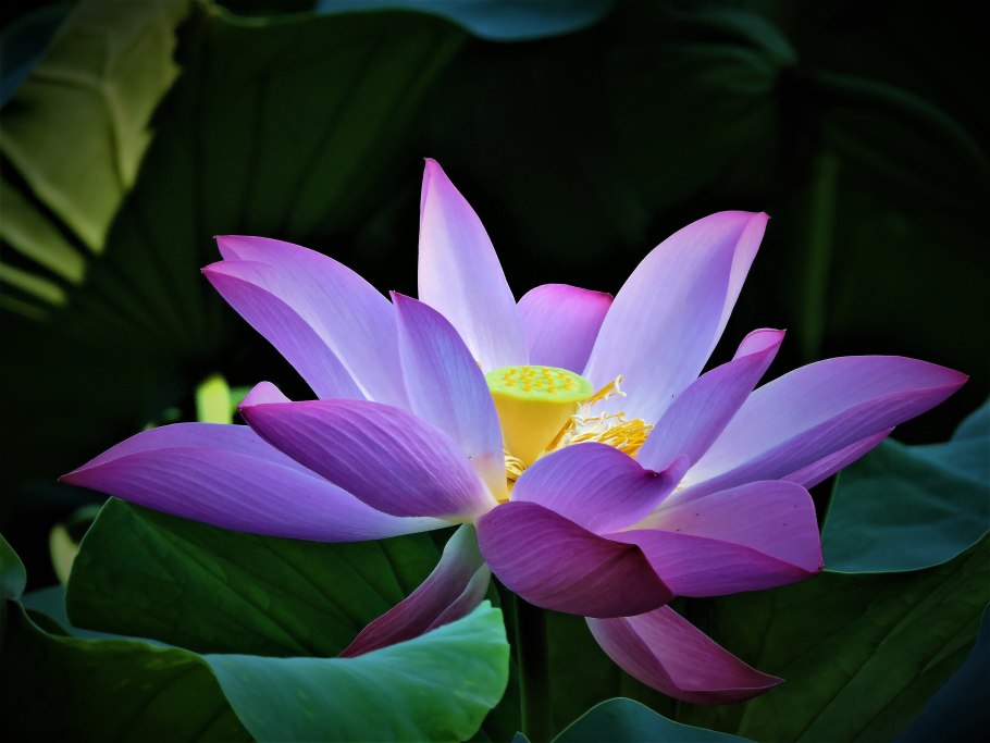 Цветки лотоса