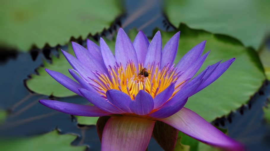 Нимфея Лотус