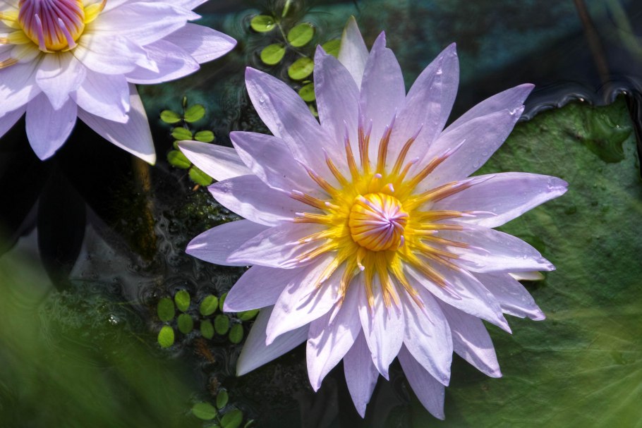 Нимфея violicious