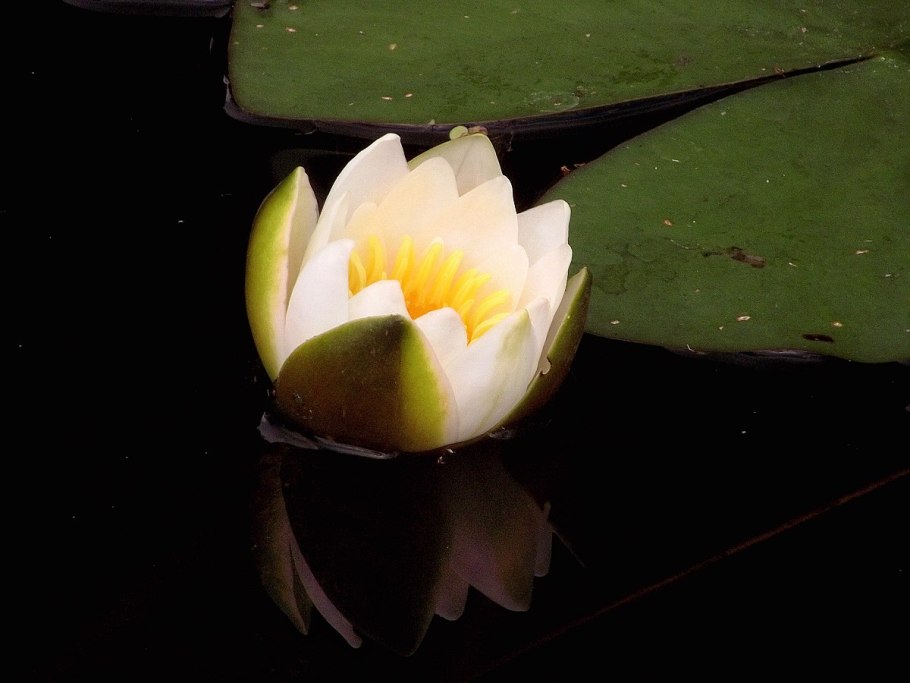 Кувшинка Капская Nymphaea capensis