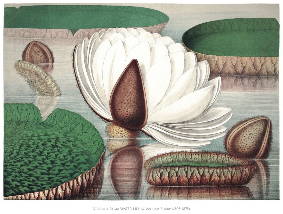 Лотос священный цветок