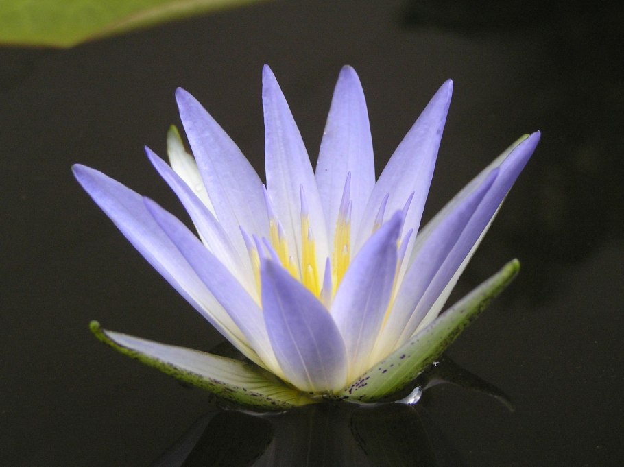 Виктория Амазонская рисунок