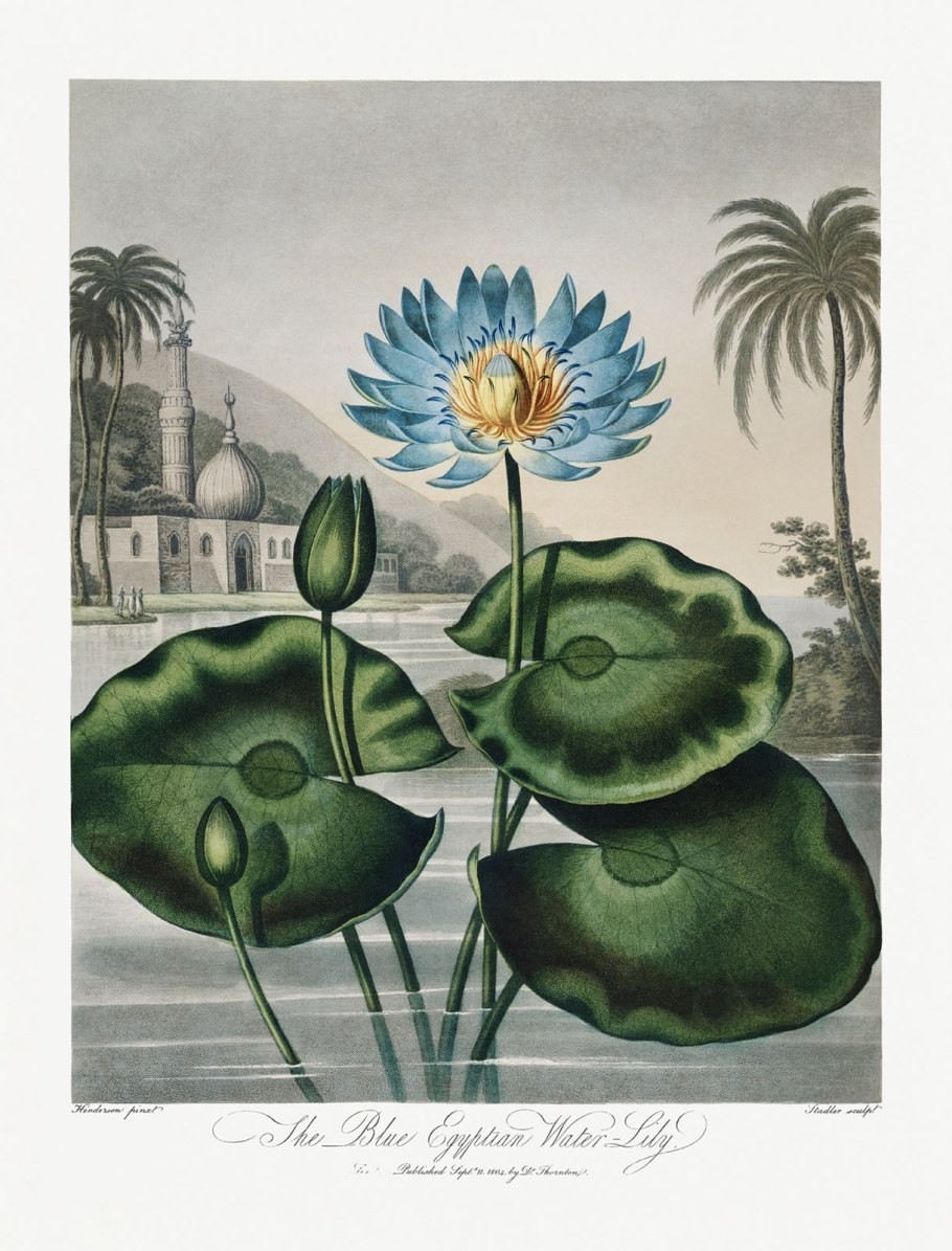 Nymphaea Lotus Египет