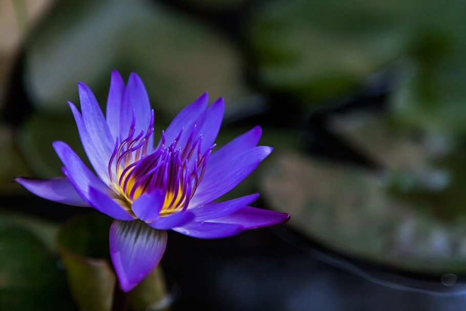 Белый Лотос цветок