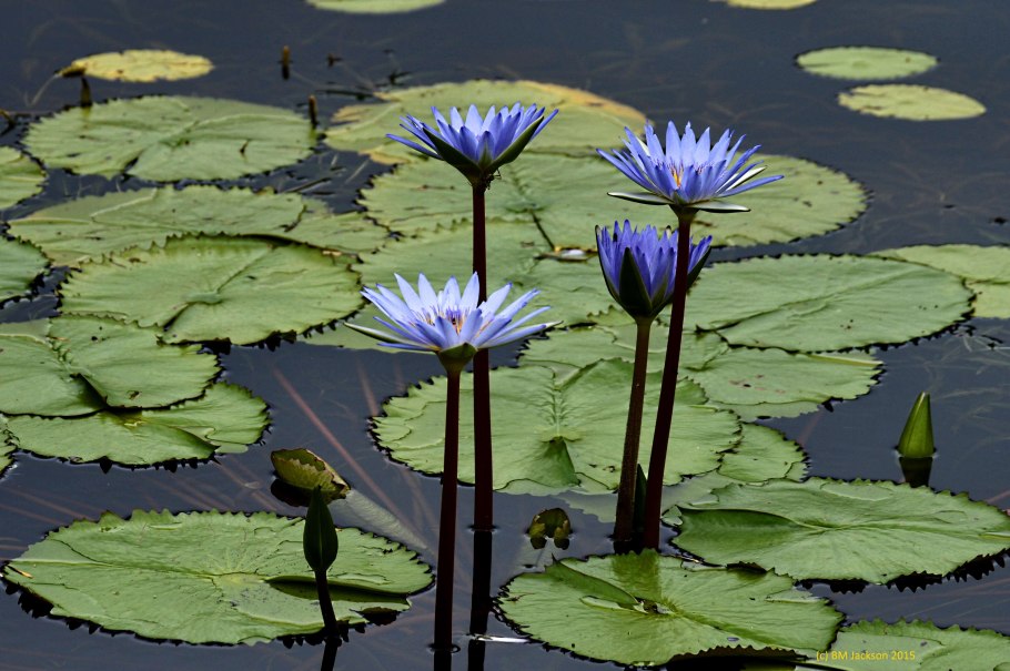 Цветок Nelumbo nucifera водяная Лилия