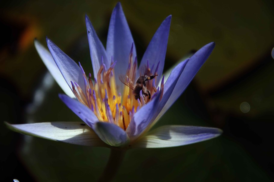 Египетская Нильская водяная Лилия