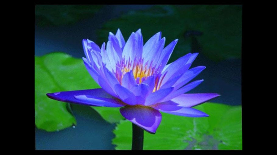 Цветок лотоса Египет