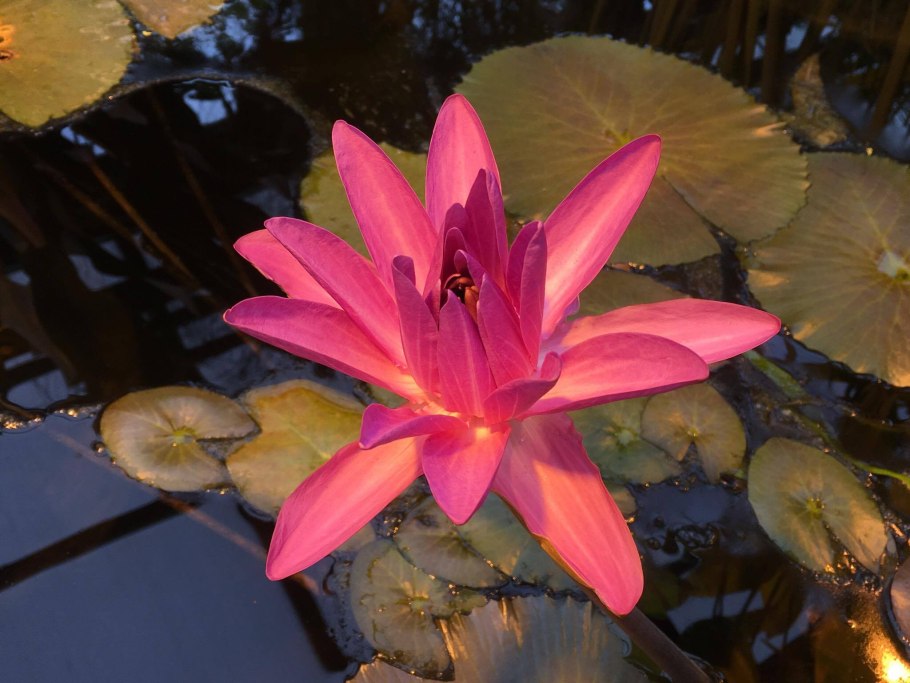 Лотос Египет