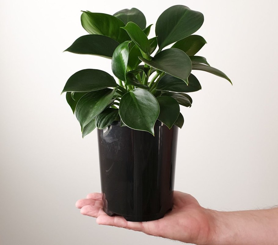 Филодендрон гри принцес