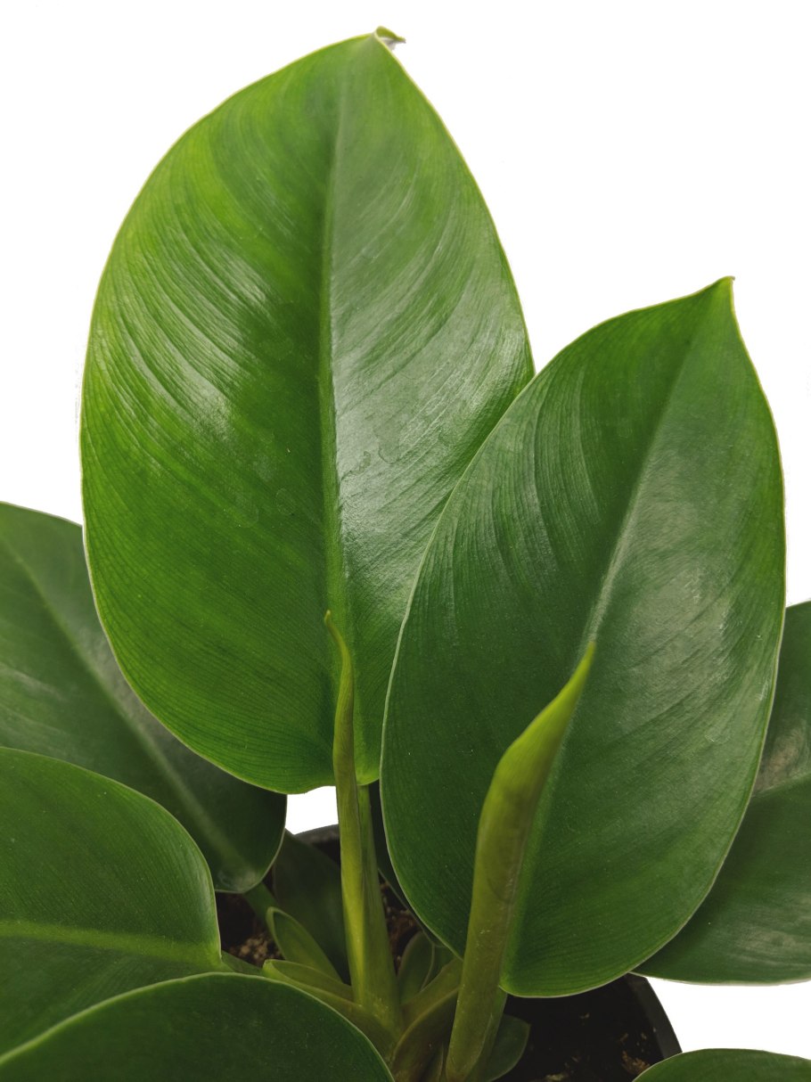 Филодендрон Грин