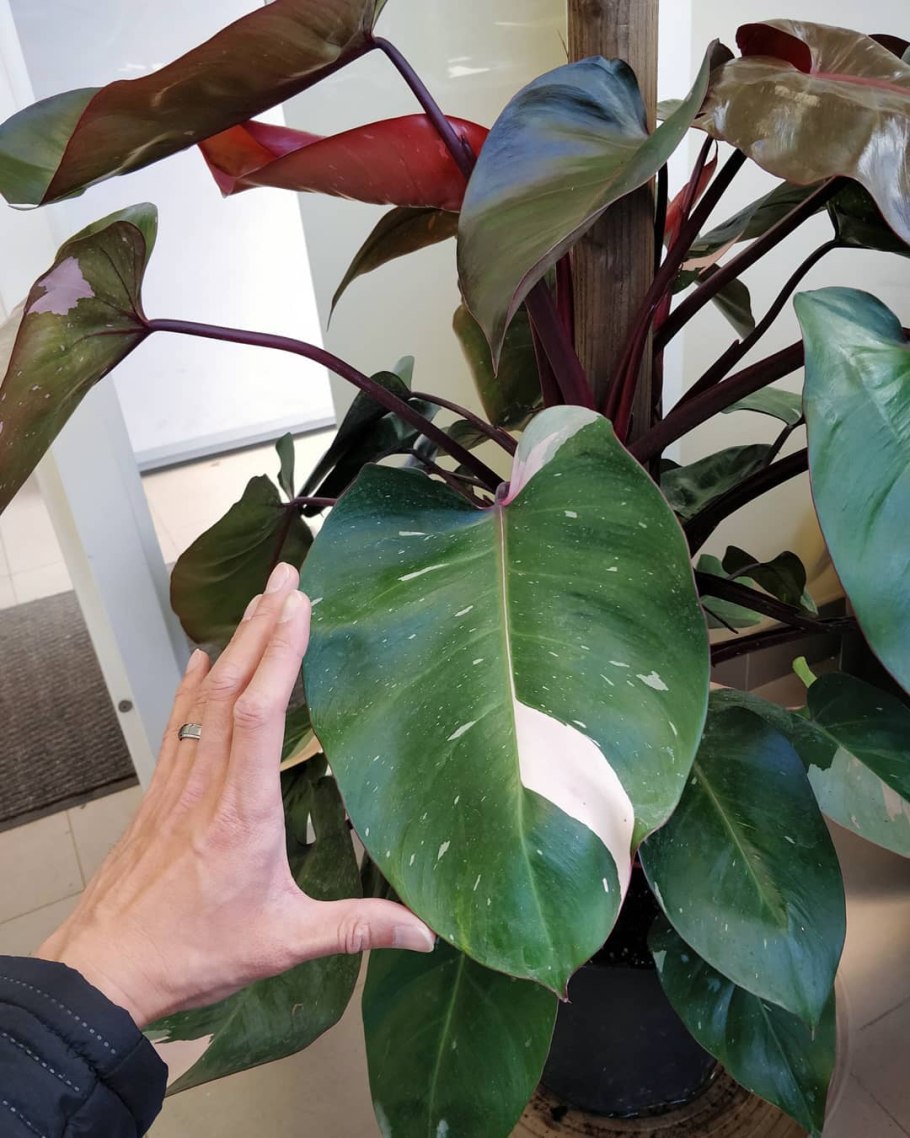 Филодендрон медуза