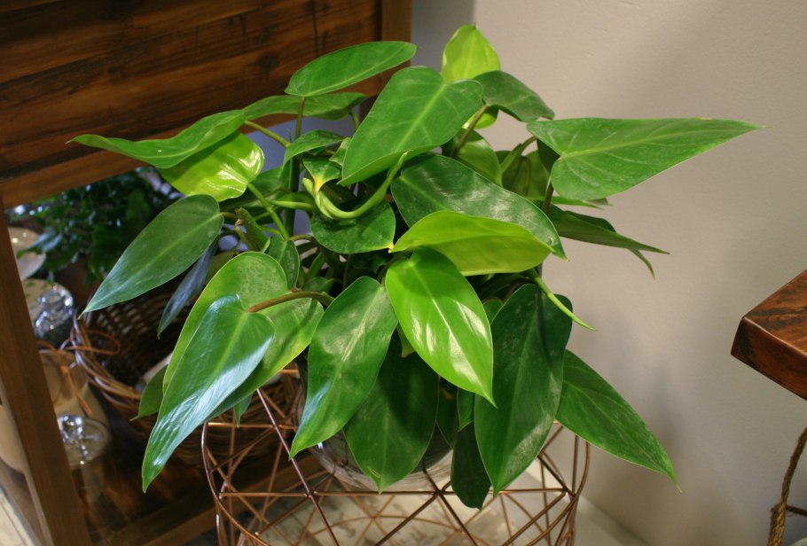 Фил Грин принцесс