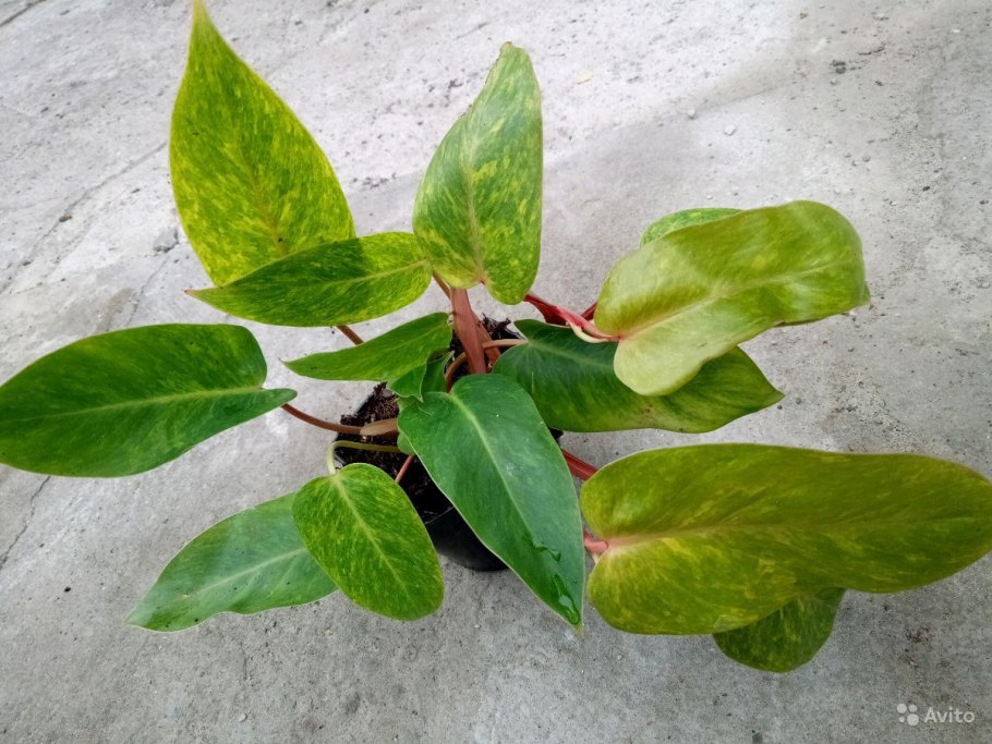 Филодендрон Селло