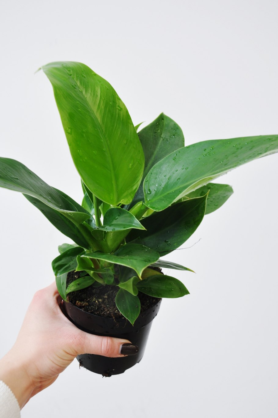 Филодендрон Green Princess