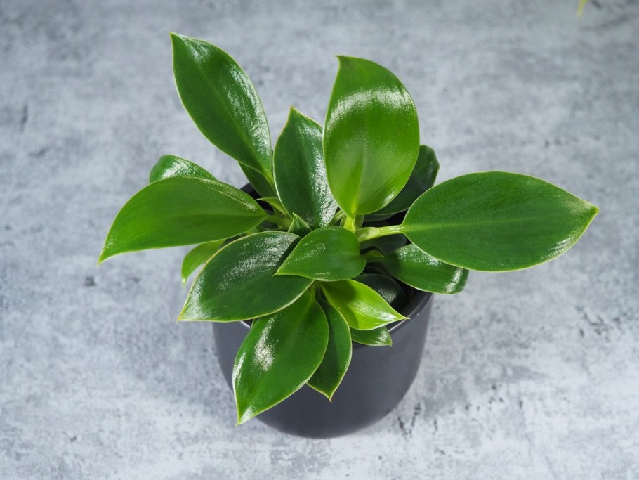 Филодендрон Грин принцесс