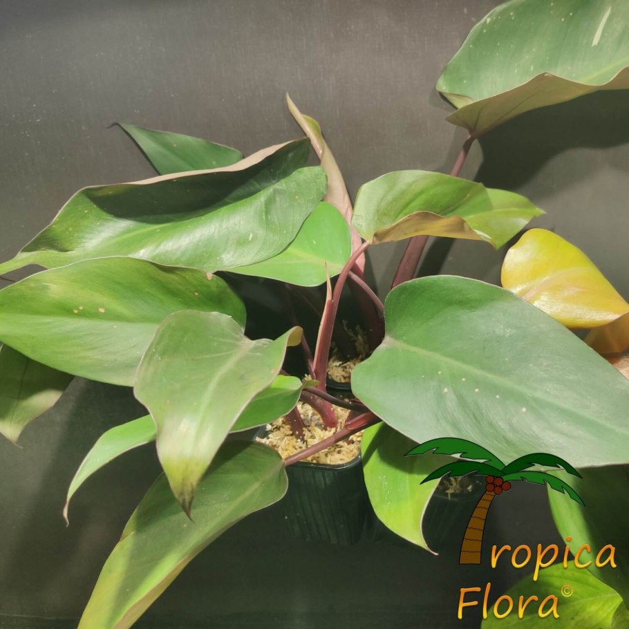 Филодендрон Imperial Green