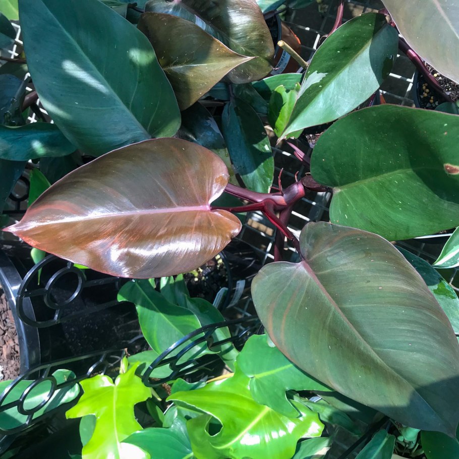 Hoya globulosa Хойя глобулоза