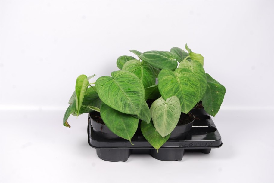 Сингониум Ice Frost