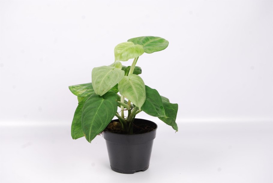 Сингониум Ice Frost