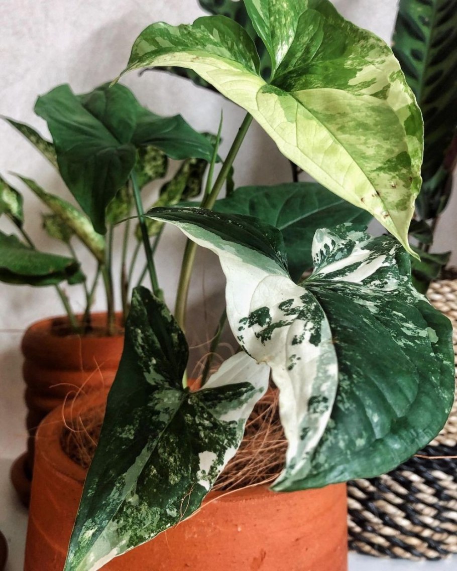 Сингониум albo variegata