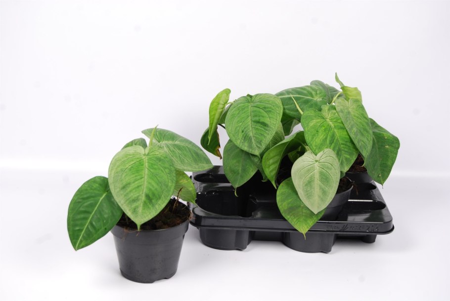 Сингониум Эмеральд Грин