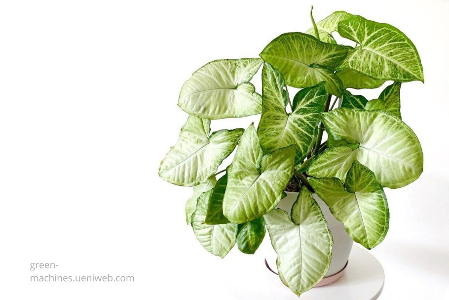 Сингониум White Leaf