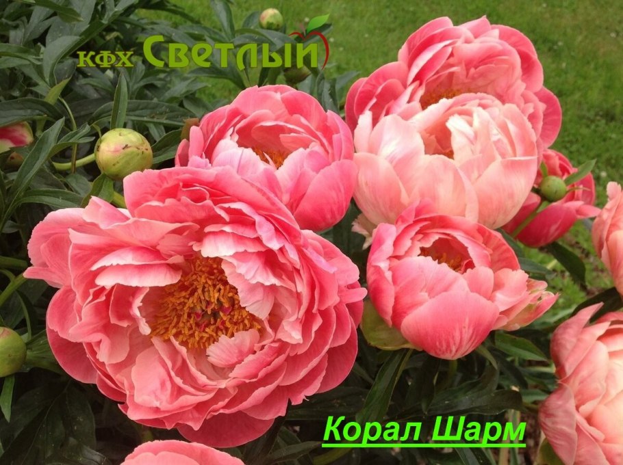 Пион Pink Hawaiian Coral