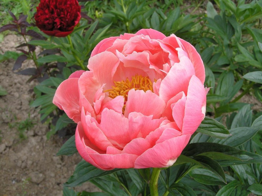 Пионы Корал Шарм букет