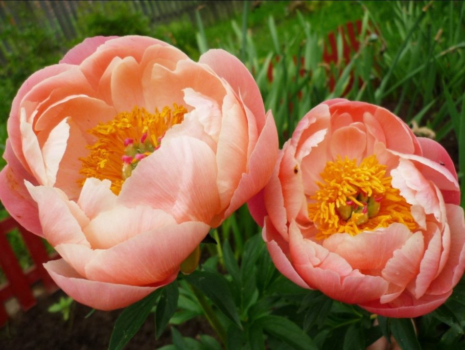 Пион травянистый Корал Чарм