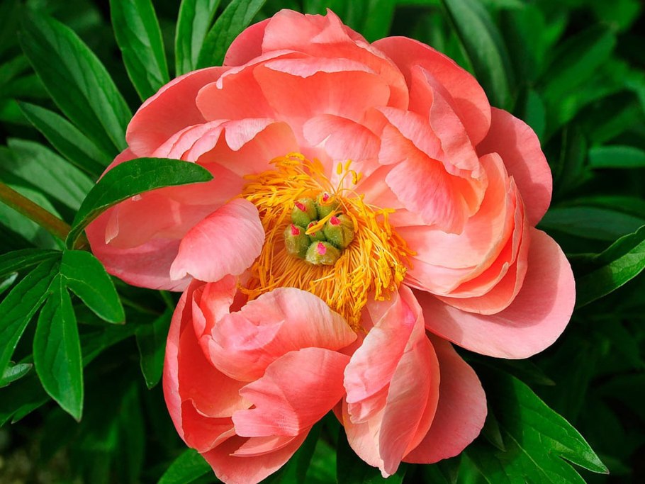 Пион травянистый Корал Шарм