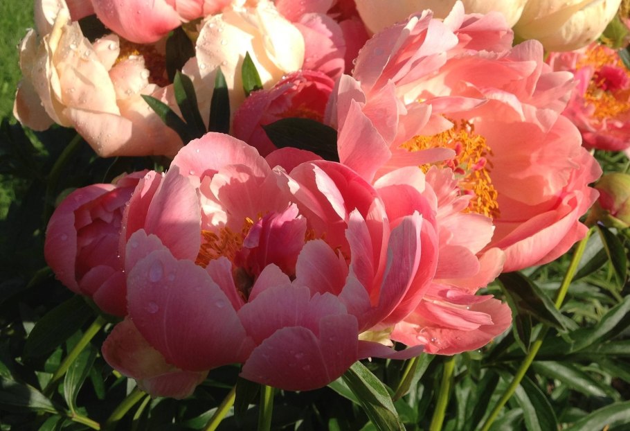 Пион молочноцветковый Coral Charm