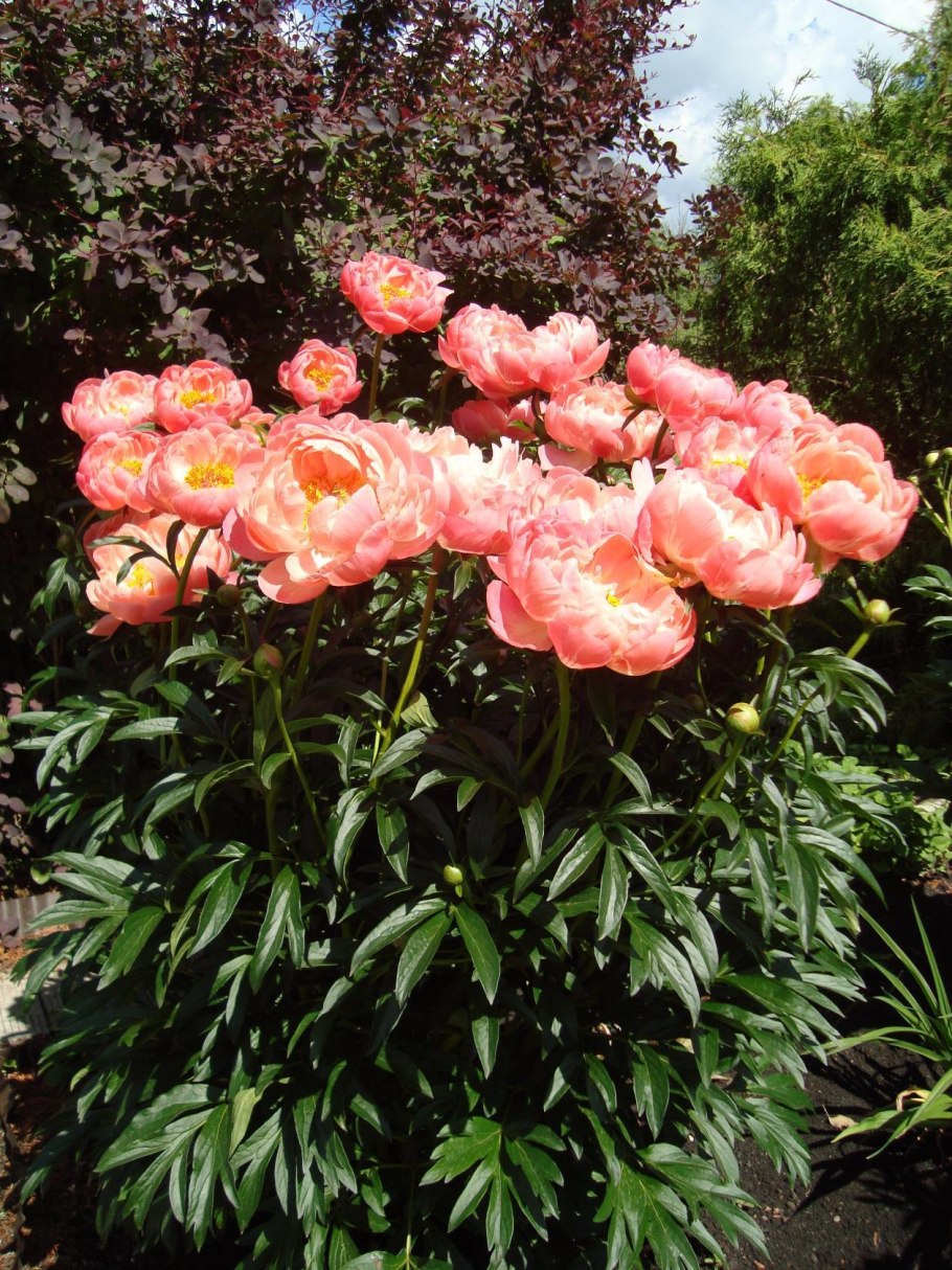 Пион травянистый Корал Шарм