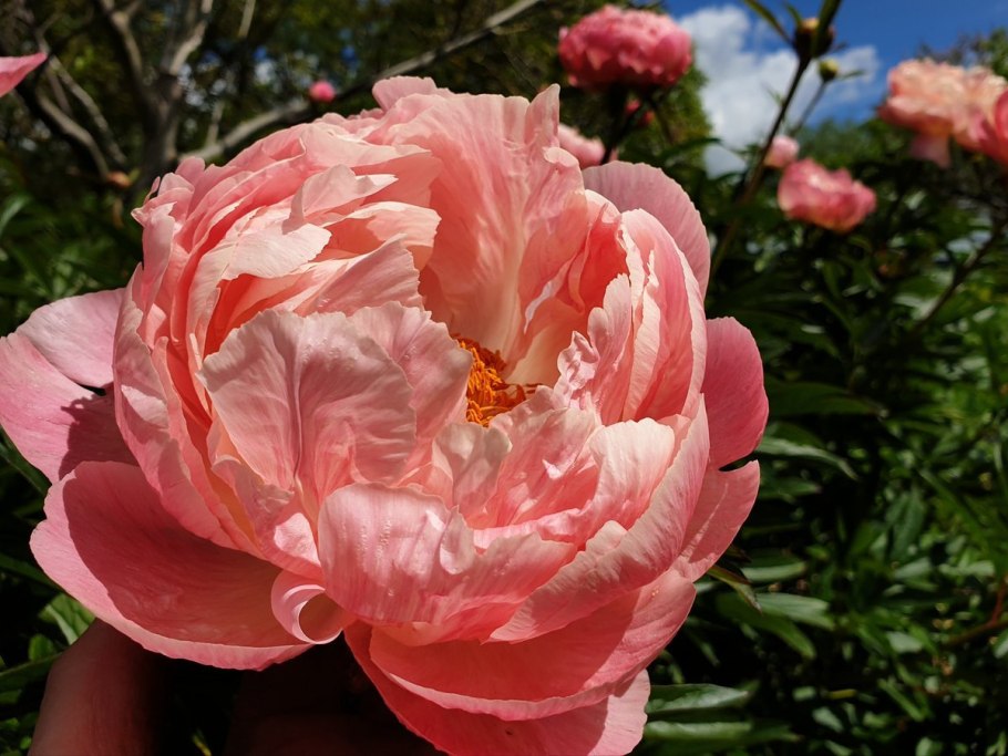 Пион сорт Корал Шарм