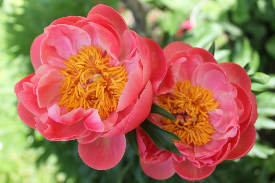 Пион молочноцветковый корал шарм