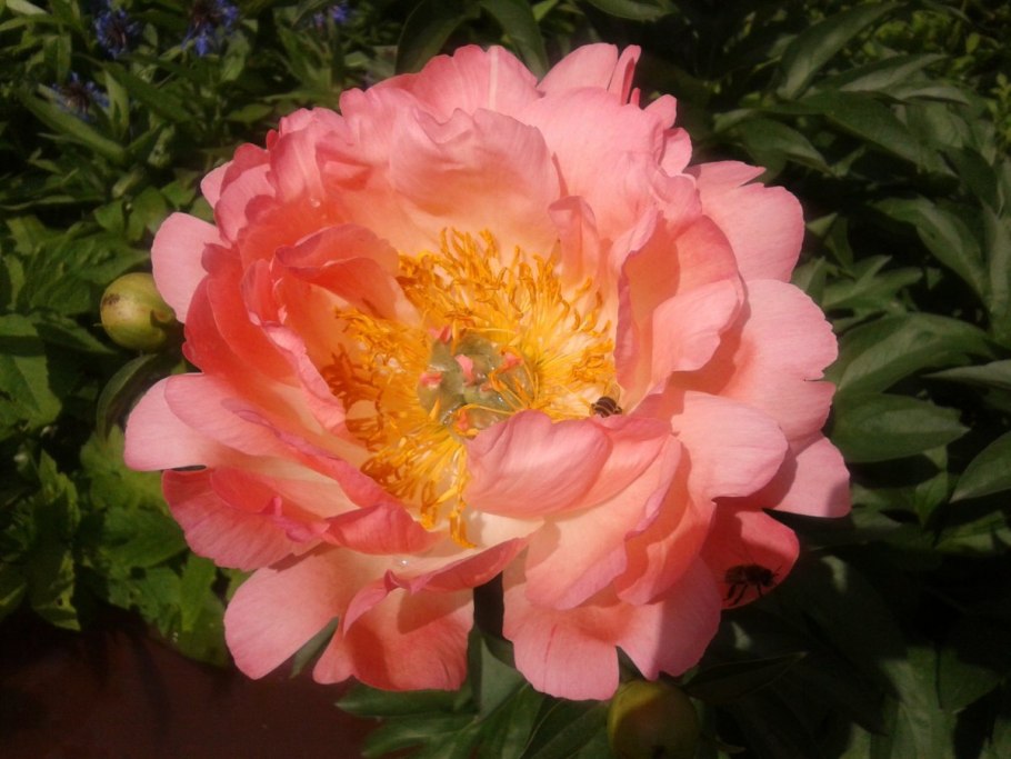 Пион молочноцветковый Корал Шарм