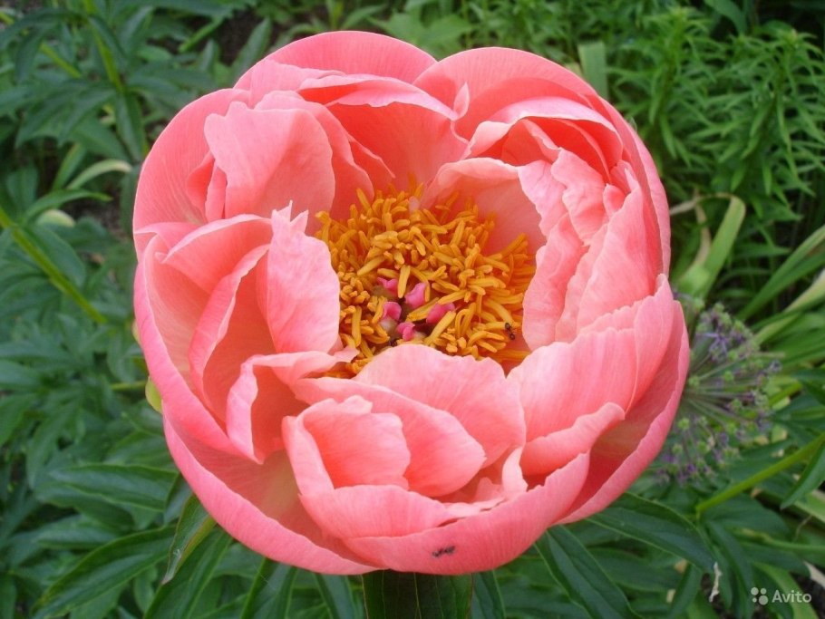 Пион Coral Charm