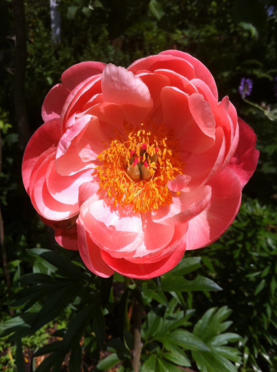 Пион травянистый Корал Суприм