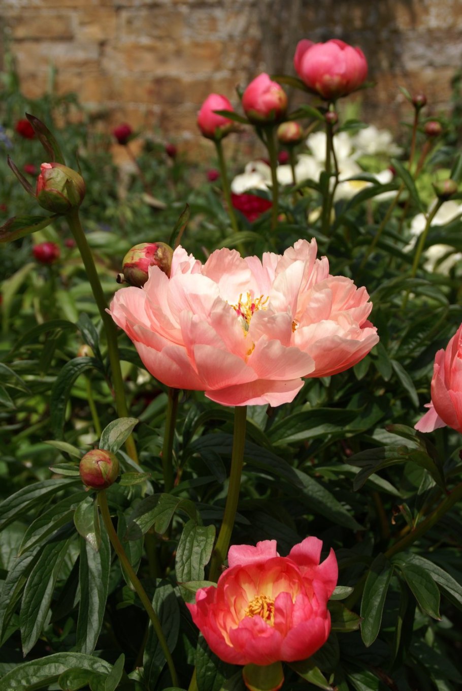 Пион молочной цветковый коралл Шарм