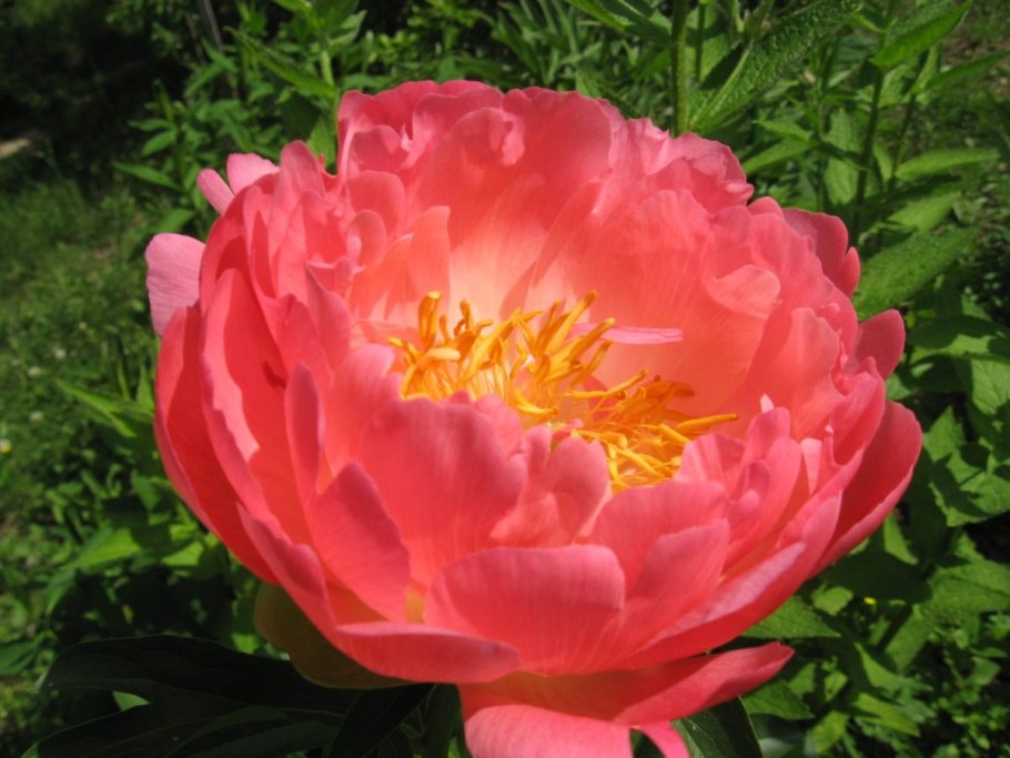 Пион Корал Чарм