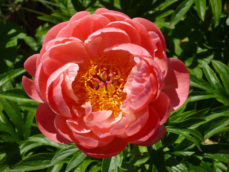 Пион Сансет Шарм